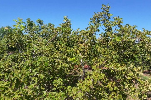 JP mostra um dos maiores produtores de pequi do Estado de Matogrosso em Pontal do Araguaia. Pequi selecionado Pequi do Xingu