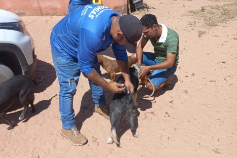*Campanha de Vacinação Antirrábica será realizada neste sábado em Aragarças*