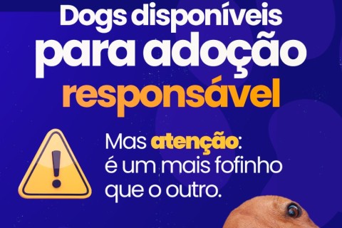 *ABRIGO MUNICIPAL: Saiba como adotar um pet de forma responsável* ❤️🐶🐕