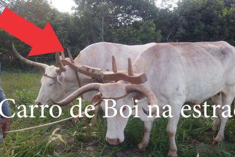 JP acompanha os Carreiros tocando una Carros de Bois na cidade de Doverlandia GO