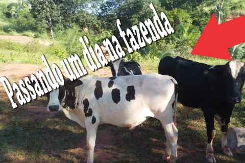 JP mostra uma fazenda perto de Torixoréu e passa o dia com a família Fazenda Furninha do Edivaldo