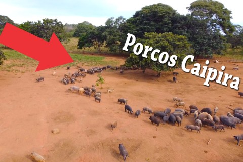 Um dos maiores criador de Porco Caipira do Brasil encontra se em Barra do Garças