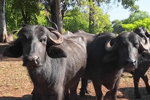 Veja o fia dia da orsenha da bois bufalas e o JP acompanha como e pra tirar leite das bufalas