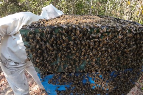 Produtor de Barra do Garças Apicultor mostra o di dia como se trabalha no Apiario e os cuidados para ter uma boa produção de mel.